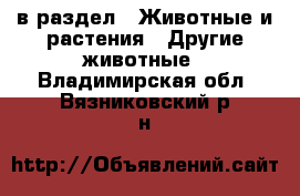  в раздел : Животные и растения » Другие животные . Владимирская обл.,Вязниковский р-н